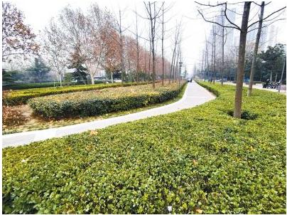 郑州首次为海绵城市建设“立规矩” 道路绿化应尽量选择乡土树种