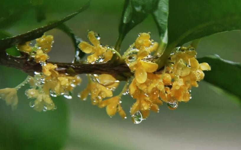 春季桂花移栽修剪有诀窍，襄阳园林绿化公司亲传经验，来年花多枝密长势好