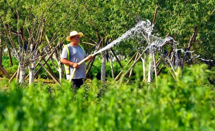 襄阳园林绿化公司对于养护技术要点分享